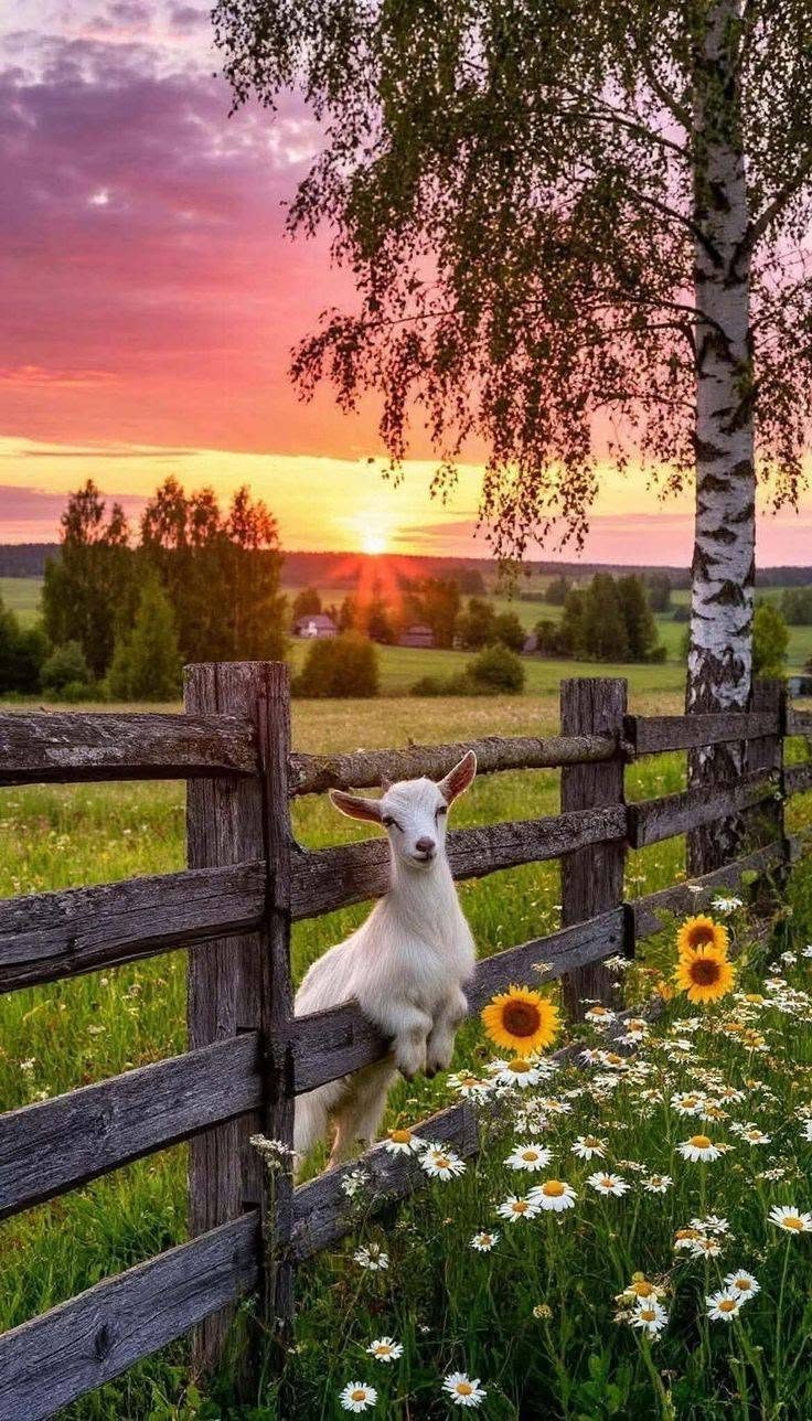 A young goat resting its front hooves on a split-rail fence at sunset, daisies and sunflowers in the foreground