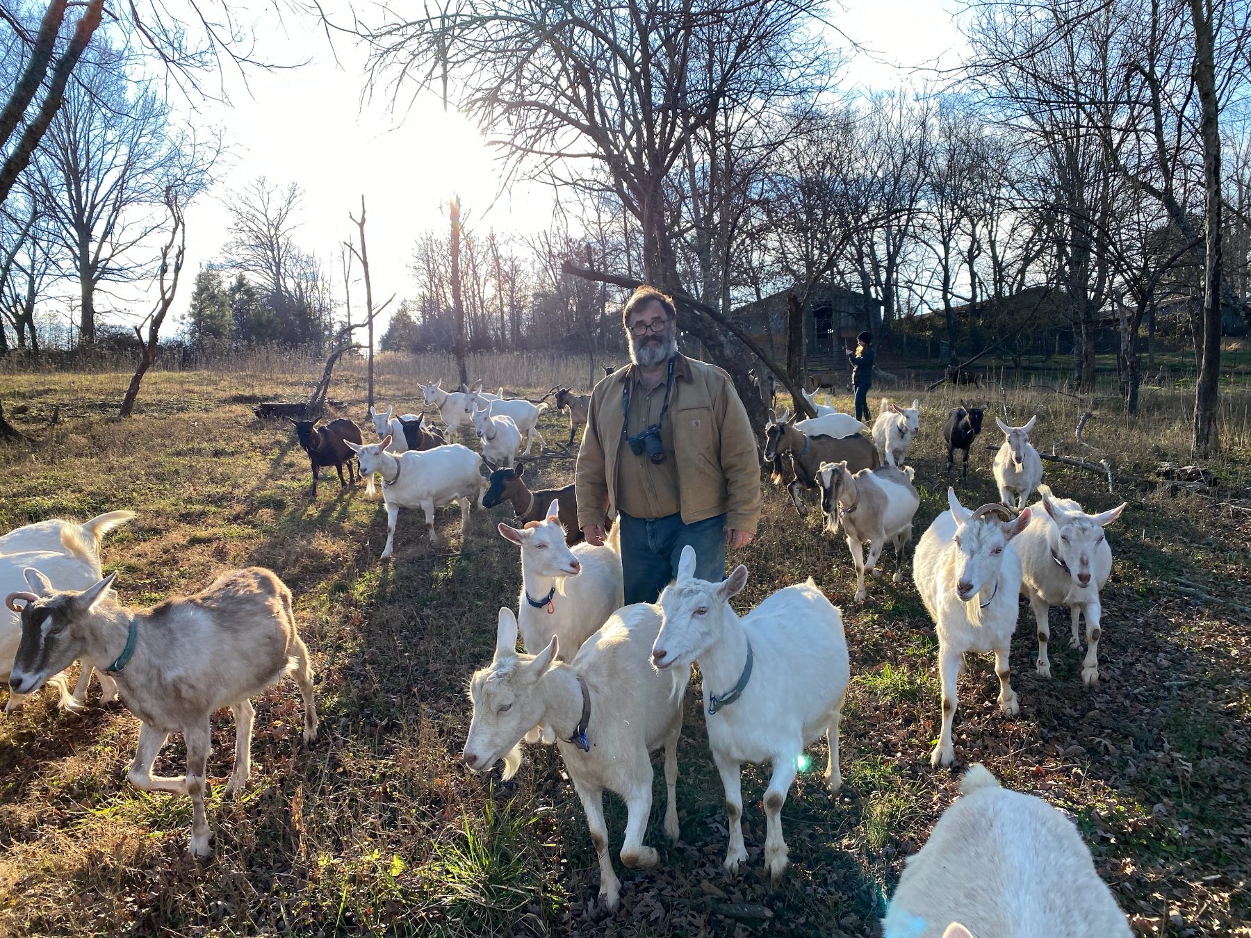John Borland standing among the Blue Goat Dairy herd in the winter pasture at Vale, North Carolina